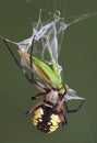 Argiope spider biting hopper Royalty Free Stock Photo