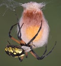 Argiope spider building egg case Royalty Free Stock Photo