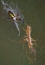 Argiope spider with centipede Royalty Free Stock Photo