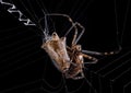 Argiope spider and cricket Royalty Free Stock Photo
