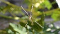 Argiope spider