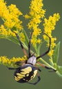 Argiope spider on goldenrod Royalty Free Stock Photo