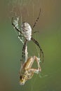 Argiope spider with hopper Royalty Free Stock Photo