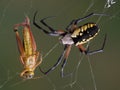 Argiope spider with hopper in web Royalty Free Stock Photo