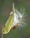 Argiope spider on milkweed Royalty Free Stock Photo