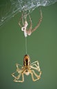 Argiope spider after shedding Royalty Free Stock Photo