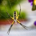 Argiope Spider and Web Royalty Free Stock Photo