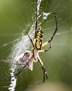 Argiope Spider and Web Royalty Free Stock Photo