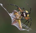 Argiope spider wrapping hopper Royalty Free Stock Photo