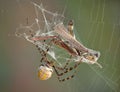 Argiope spider wrapping hopper Royalty Free Stock Photo