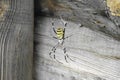 Argiope tiger [1], or Brunnich Argiope bruennichi - a bright spider