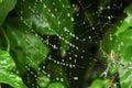 Argiope trifasciata in a corner