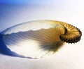 Argonaut. Paper nautilus Royalty Free Stock Photo