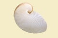 Argonaut shell Latin: Argonauta argo L. is a white mother-of-pearl color isolated on a white background. Paleontology Royalty Free Stock Photo