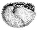 Argonaut within shell, vintage illustration Royalty Free Stock Photo