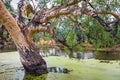 At Argonauts Park in Trangie Australia Royalty Free Stock Photo