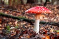 Side view of a large and old red mushroom or toadstool growing out of brown and orange leaves. Dark color theme in autumn forest