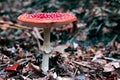 Side view of a large and old red mushroom or toadstool growing out of brown and orange leaves. Dark color theme in autumn forest