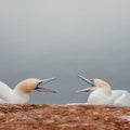 Argue of two wild gannets at island Helgoland, Germany, Royalty Free Stock Photo