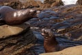 Arguing California sea lion Zalophus californianus Royalty Free Stock Photo