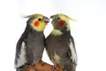 Arguing Cockatiels Royalty Free Stock Photo