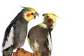 Arguing Cockatiels Royalty Free Stock Photo