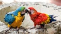 argument between two parrots! Royalty Free Stock Photo