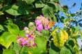 Argus bronze butterfly sitting flower wings open close up Royalty Free Stock Photo