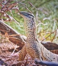 Argus Monitor close up portrait