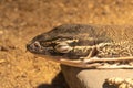 Argus monitor varanus panoptes