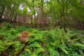 Argyll Forest Park , Scottish highlands, Scotland