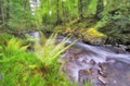 Argyll Forest Park , Scottish highlands, Scotland