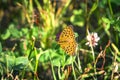 Argynnis adippe aka High brown fritillary butterfly Royalty Free Stock Photo