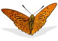 Argynnis anadyomene Butterfly