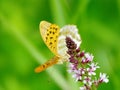 Argynnis butterfly on a clover flowers