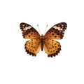 Butterfly Argyreus hyperbius isolated on white background Royalty Free Stock Photo