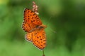 Argynnis niobe , the Niobe fritillary butterfly on flower , butterflies of Iran Royalty Free Stock Photo