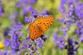 Argynnis niobe , the Niobe fritillary butterfly on purple flower , butterflies of Iran Royalty Free Stock Photo