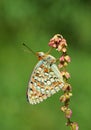 Argynnis niobe butterfly sitting on red miniature flower in green background Royalty Free Stock Photo