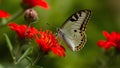 Argynnis niobe butterfly sitting on red miniature flower, perfect light