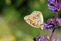 Argynnis niobe , the Niobe fritillary butterfly Royalty Free Stock Photo