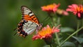 Argynnis niobe fritillary butterfly on flower, close up ventral view