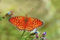 Argynnis niobe , the Niobe fritillary butterfly in green background