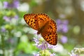 Argynnis niobe , the Niobe fritillary butterfly , butterflies of Iran Royalty Free Stock Photo