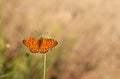 Argynnis niobe , the Niobe fritillary butterfly , butterflies of Iran Royalty Free Stock Photo