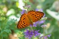 Argynnis niobe , the Niobe fritillary butterfly , butterflies of Iran Royalty Free Stock Photo