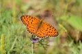 Argynnis niobe , the Niobe fritillary butterfly , butterflies of Iran Royalty Free Stock Photo