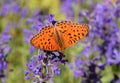 Argynnis niobe , the Niobe fritillary butterfly on purple flower , butterflies of Iran Royalty Free Stock Photo