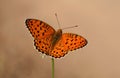 The Niobe fritillary butterfly or Argynnis niobe , butterflies of Iran Royalty Free Stock Photo