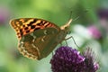 Argynnis pandora Royalty Free Stock Photo